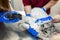 Young female anesthetist, a veterinarian, cuts her paw with a typewriter before inserting a catheter into a cat before surgery. An