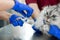 A young female anesthetist, a veterinarian, inserts a catheter into the cat and performs anesthesia before surgery. The assistant