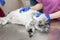 A young female anesthetist, a veterinarian, inserts a catheter into the cat and performs anesthesia before surgery. The assistant