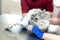 A young female anesthetist, a veterinarian, inserts a catheter into the cat and performs anesthesia before surgery. The assistant