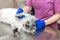 A young female anesthetist, a veterinarian, inserts a catheter into the cat and performs anesthesia before surgery. The assistant