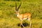 Young female antelope in the savannah