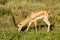 Young female antelope in the savannah