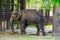 Young female Asian elephant standing alone.
