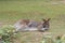 Young female Australian red kangaroo resting in the grass