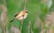 Young female Bearded reedling posing on reed cane in sweet morning light