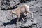 Young Female Bighorn Sheep