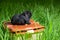 The young female black Miniature Lop is sitting on the orange animal carrier in the grass