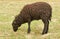 Young female black ouessant sheep grazing in meadow