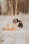 Young Female black and white Border Collie and red dog puppy stay In Snow During Sunset. winter forest on background