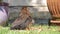 Young female blackbird basking in bright sun.