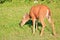 Young Female Blacktail Deer Foraging