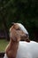 Young Female Boer Goat