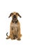 Young female boerboel or South African mastiff sitting and facing the camera on a white background