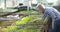 Young Female Botanist Examining Potted Plant