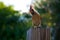 Young female cardinal bird standing