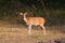 Young female chital or spotted deer in Ranthambore National Park. Rajasthan, India