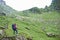 Young female climber admiring beauty of green rocky mountains and meadows and walking sheep