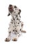 Young female dalmatian barking