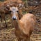 A Young Female Deer