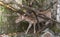 Young Female Deer Escaping Under Wood Logs