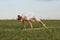 Young female doing balancing exercise while practising yoga on green summer meadow