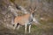 Young female Eland grounds nature reserve