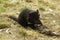 A young female endangered Tasmanian Devil feeds on a carcass in the early morning