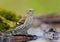 Young female Eurasian Siskin drinking water on small branch submerged into mossy pond