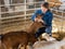 Young female farm worker petting baby goats in stall