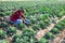 Young female farmer harvesting fresh savoy cabbage