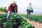 Young female farmer harvesting savoy cabbage on farm field