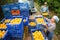 Young female farmer puts boxes of ripe peaches