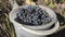 Young female farmer puts ripe blue grapes in a bucket.