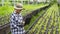 Young female farmer using laptop to note growth data of many green vegetables in organic farm