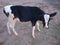 Young female Friesen calf!