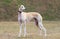 Young female galgo Espanol outdoors