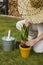 Young female gardener in bright dungarees replant seedlings in the garden. spring scenery. homemade plants transplanting