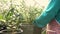 Young female gardener cuts off dry leaves of seedling green plant in pot by hands carefully in greenhouse.