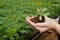 Young female gardener holding pile of soil with green seedling