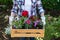 Young female gardener holding wooden crate full of flowers ready to be planted in a garden. Gardening hobby.