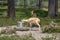 Young Female Gazelle in  the Park