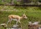 Young Female Gazelle in  the Park