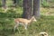 Young Female Gazelle in  the Park