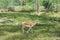 Young Female Gazelle in  the Park