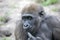 A young female gorilla closeup portrait