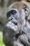 A young female gorilla eating fruit sitting