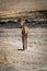 Young female greater kudu crosses rocky ground