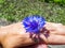 Young female hand wearing a small blue cornflower flower as a ring in sunlight