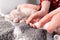 Young female hands dripping from a small white bottle next to a kitten